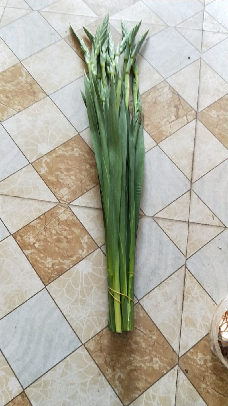 剑兰鲜切花，又名步步高升