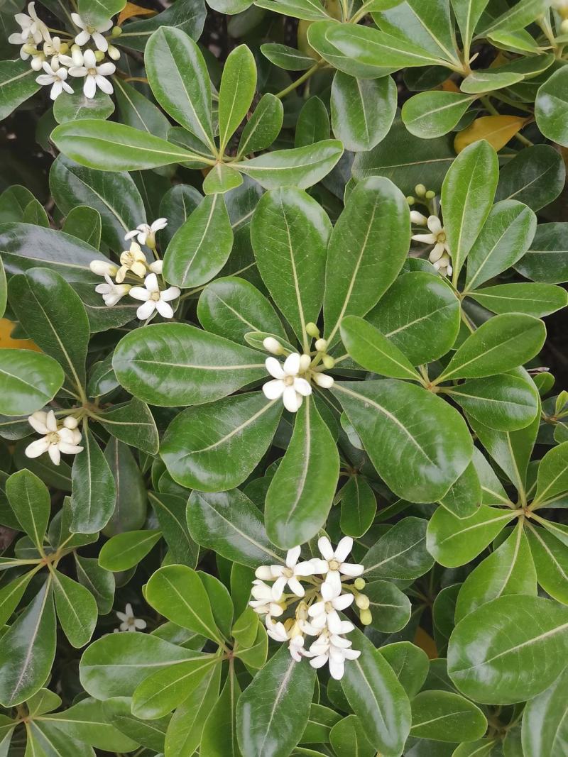 新海桐种子海桐花山矾七里香种子宝珠香山瑞香种子林木种子