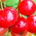 【基地精品】优质红加仑苗当年栽苗当年挂果产量高口味好批发