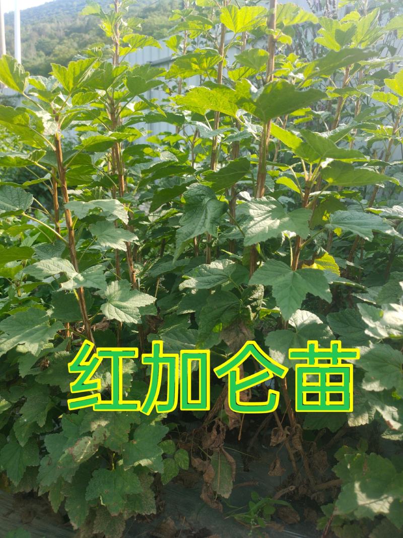 【基地精品】优质红加仑苗当年栽苗当年挂果产量高口味好批发