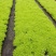 山东省青州芝樱基地供应芝樱产地丛生福禄考基地