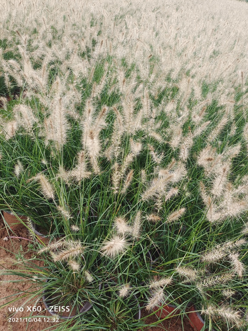 山东省青州芝樱基地供应芝樱产地丛生福禄考基地