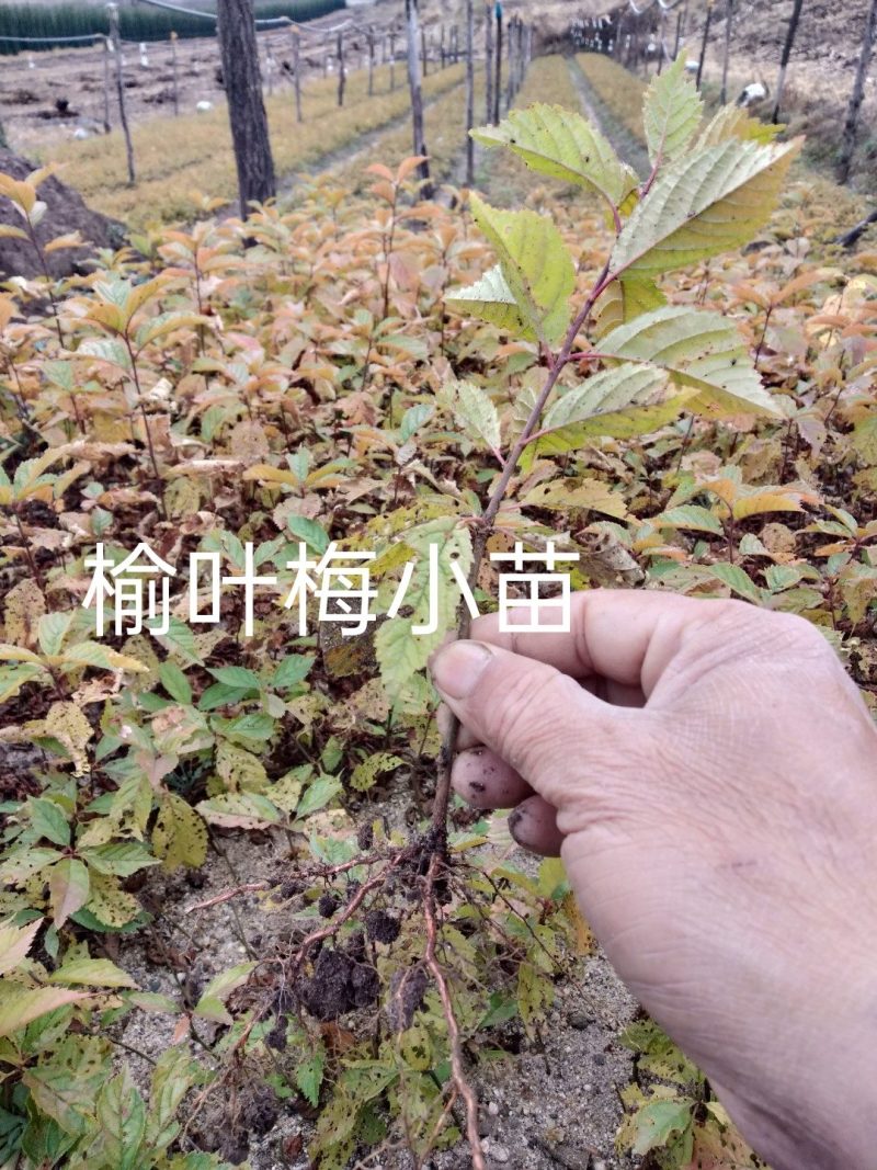 红叶榆叶梅小苗、红叶榆叶梅球，红叶榆叶工程苗。