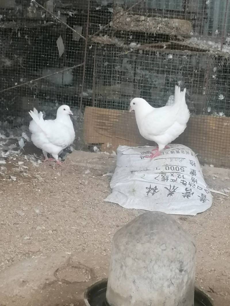 精品观赏鸽，观赏鸡