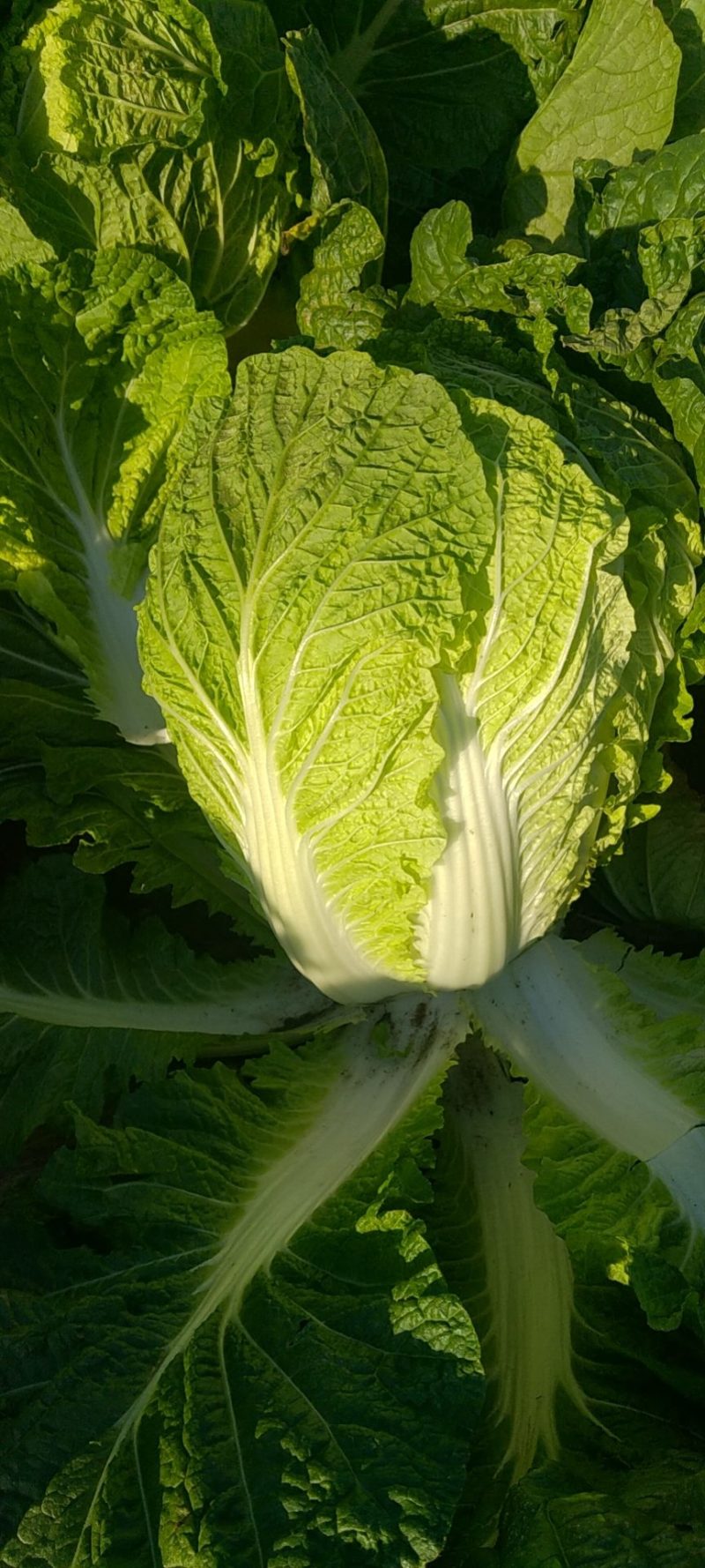 凌海市白菜，黄心白菜大量上市，质量有保，货源充足。