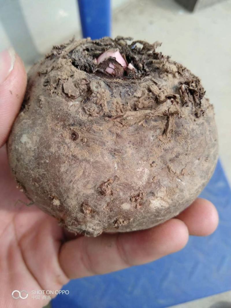 魔芋，秦岭商洛黑皮花魔芋，供应各种规格，欢迎各位老板来电
