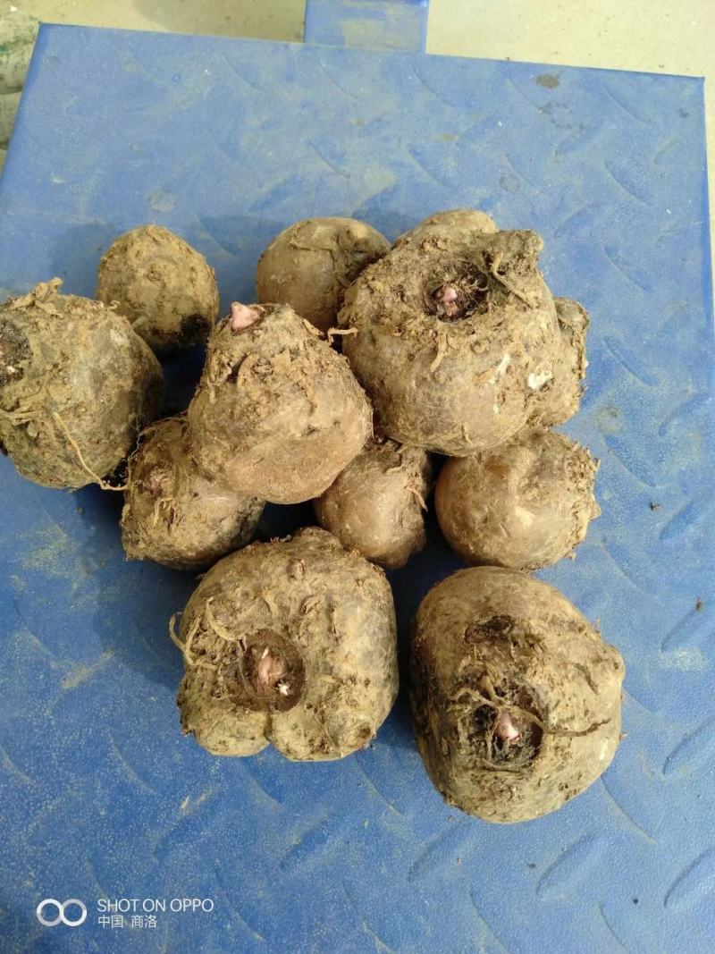 魔芋，秦岭商洛黑皮花魔芋，供应各种规格，欢迎各位老板来电