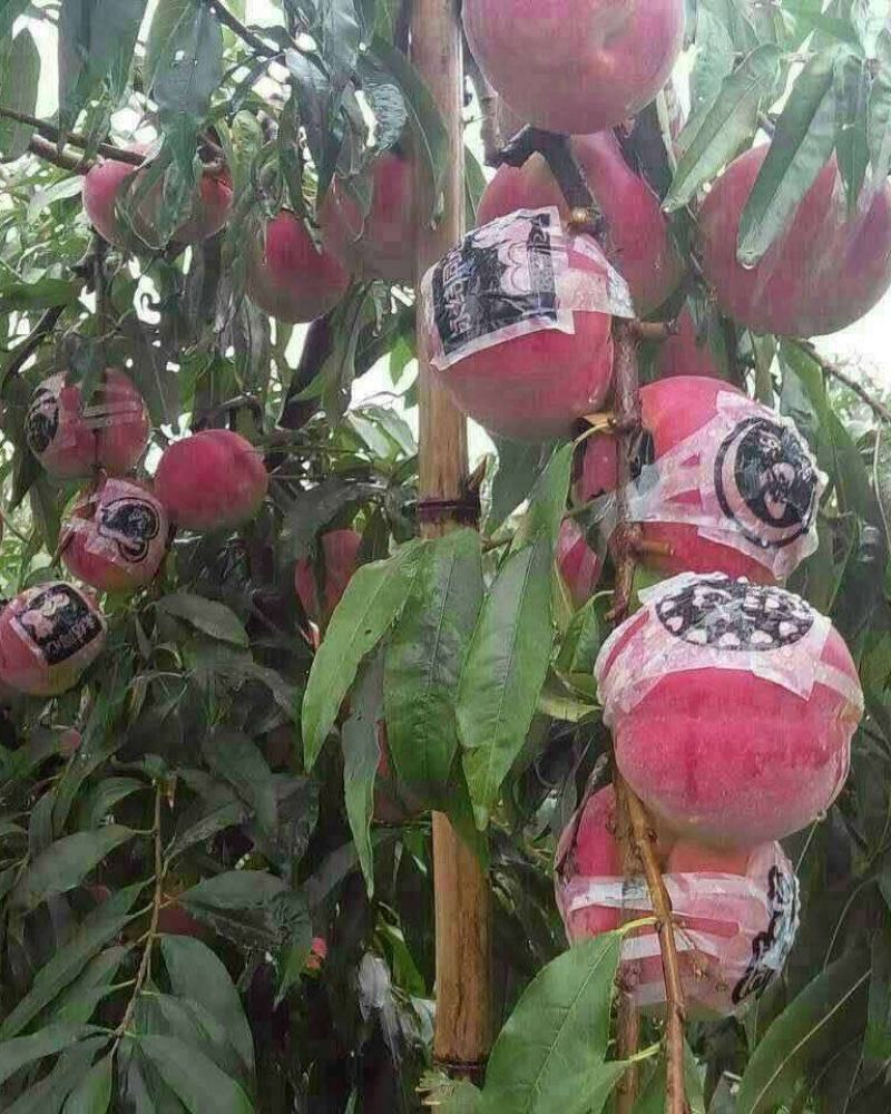 冬桃，秋雪红，果子脆甜，耐运输，耐储藏，成熟期十月下旬