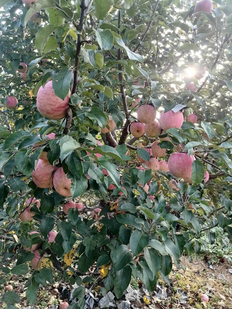 【苹果】青龙红富士苹果产地直发量大从优全国发货