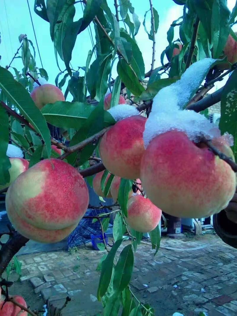冬桃，秋雪红，果子脆甜，耐运输，耐储藏，成熟期十月下旬