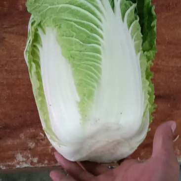 河北大白菜,黄心白菜大量有货对接各大批发市场电商