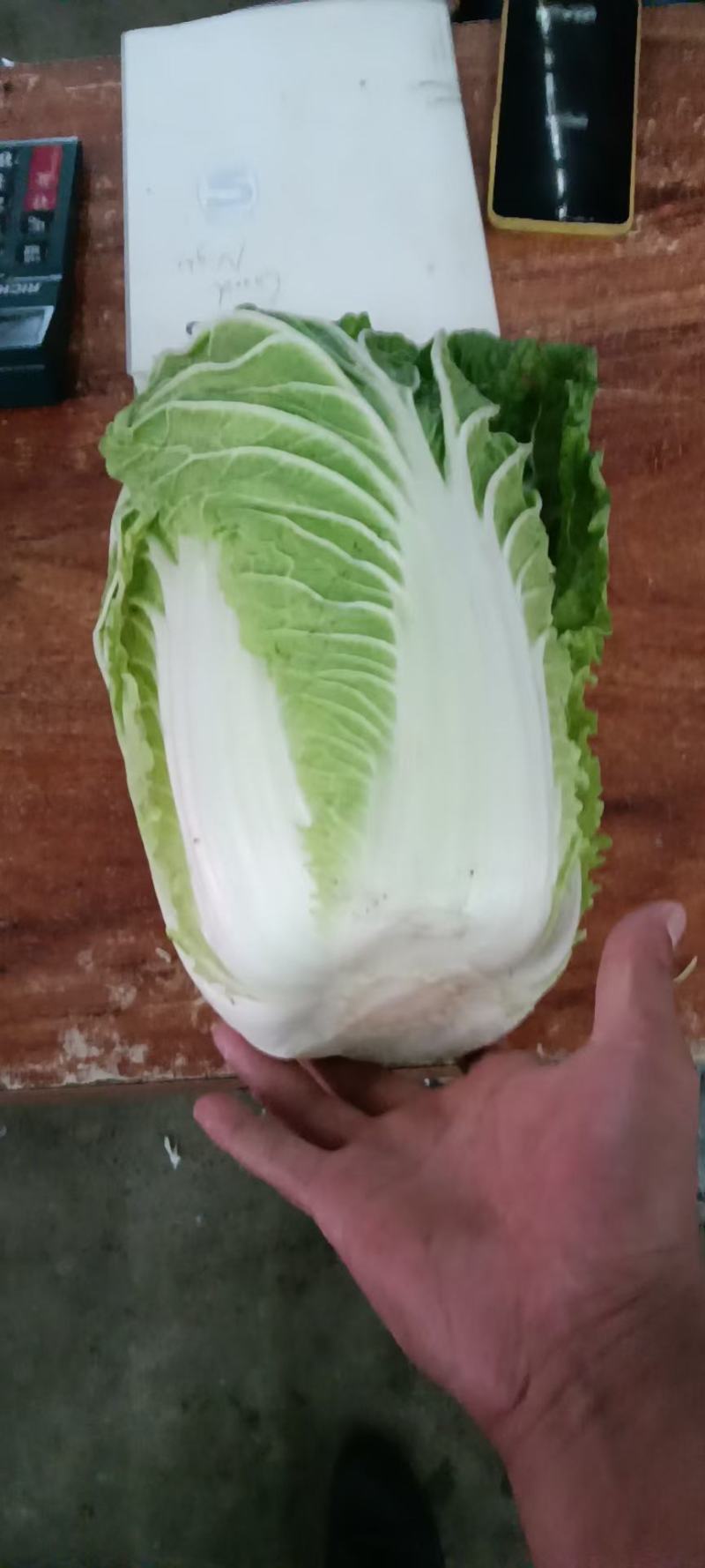 河北大白菜，黄心白菜大量有货对接各大批发市场电商