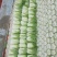 河北大白菜,黄心白菜大量有货对接各大批发市场电商