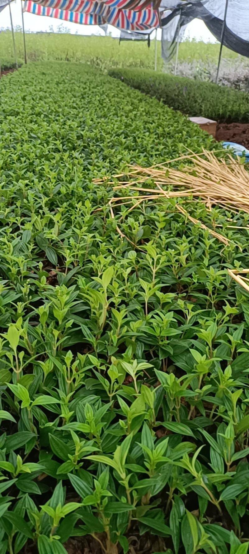 绿化苗木巴西野牡丹扦插靓苗根系发达叶面墨绿