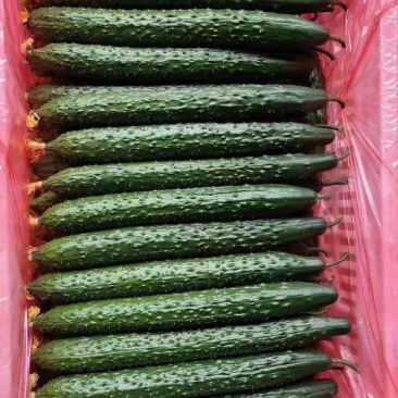 河北精品密刺黄瓜,质量保证条形好,颜色亮价格便宜