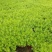 山东省青州佛甲草大盆金叶佛甲草方盘佛甲草佛甲草穴盘苗