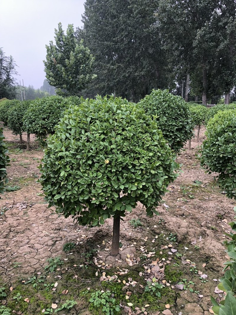 卫矛球，1米卫矛球，地球，高杆卫矛球1-1.5米卫矛球