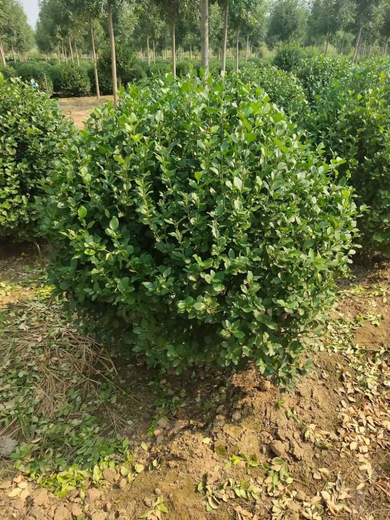 卫矛球，1米卫矛球，地球，高杆卫矛球1-1.5米卫矛球