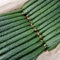 专业寿光蔬菜代办合作社，品种齐全，价格合理，服务到位！
