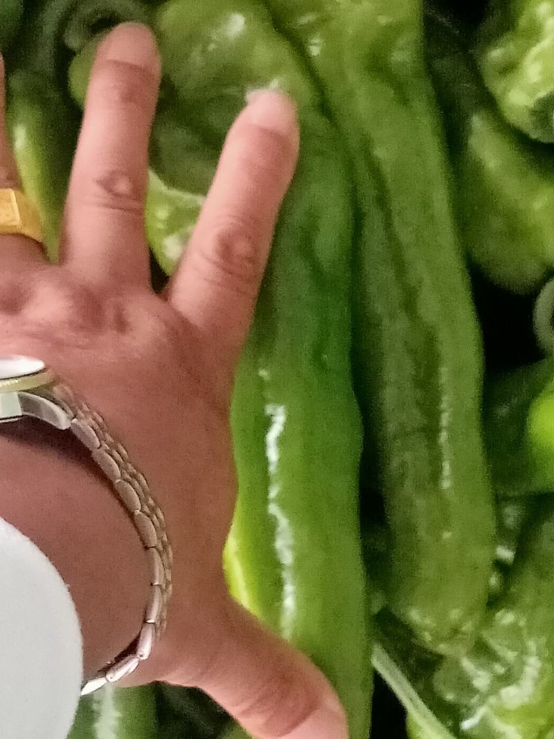 301，薄皮辣椒15~20厘米，一手货源，随到随收