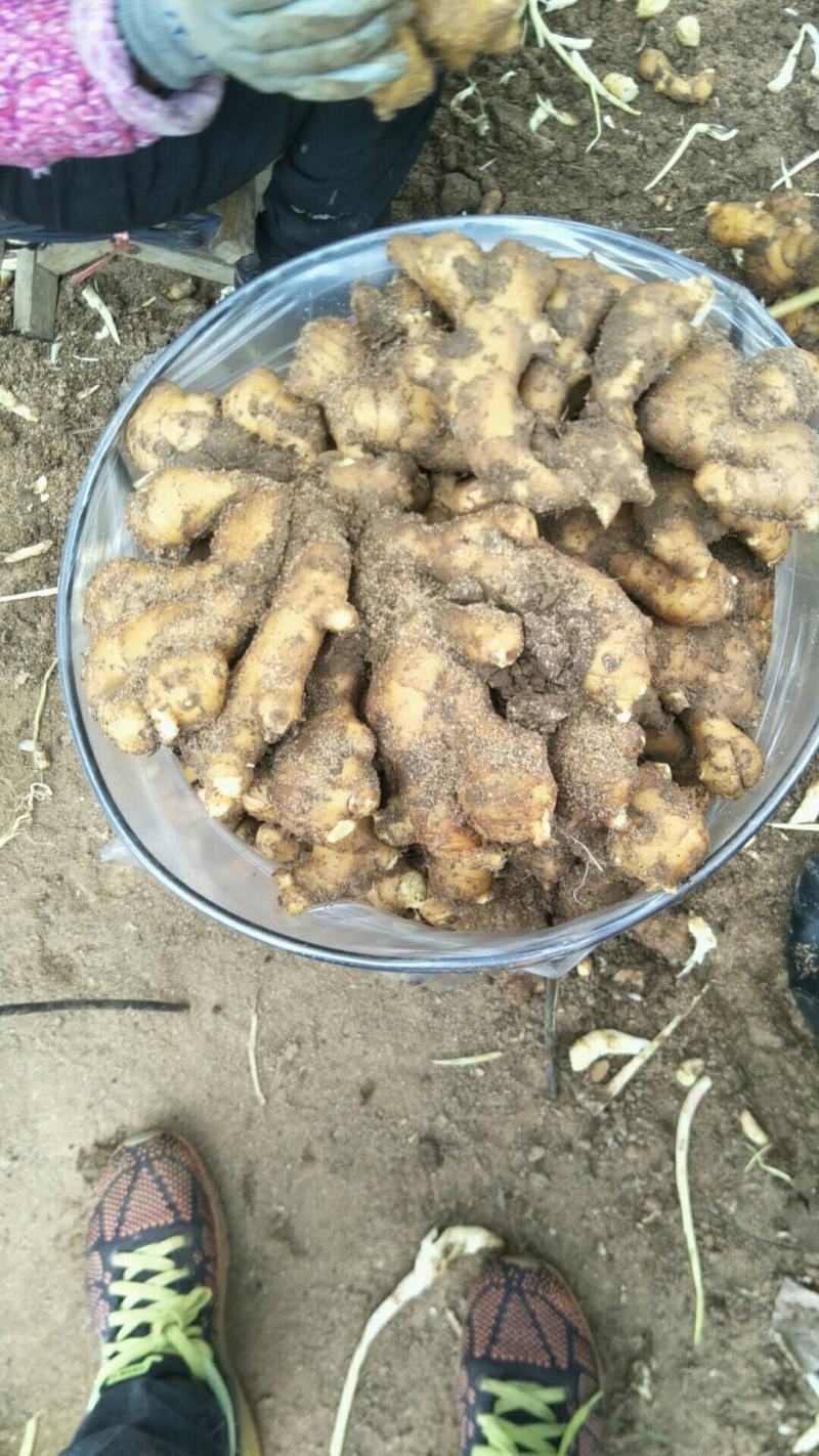 【推荐】山东生姜产地正宗窖藏大黄姜供应新姜鲜姜批发