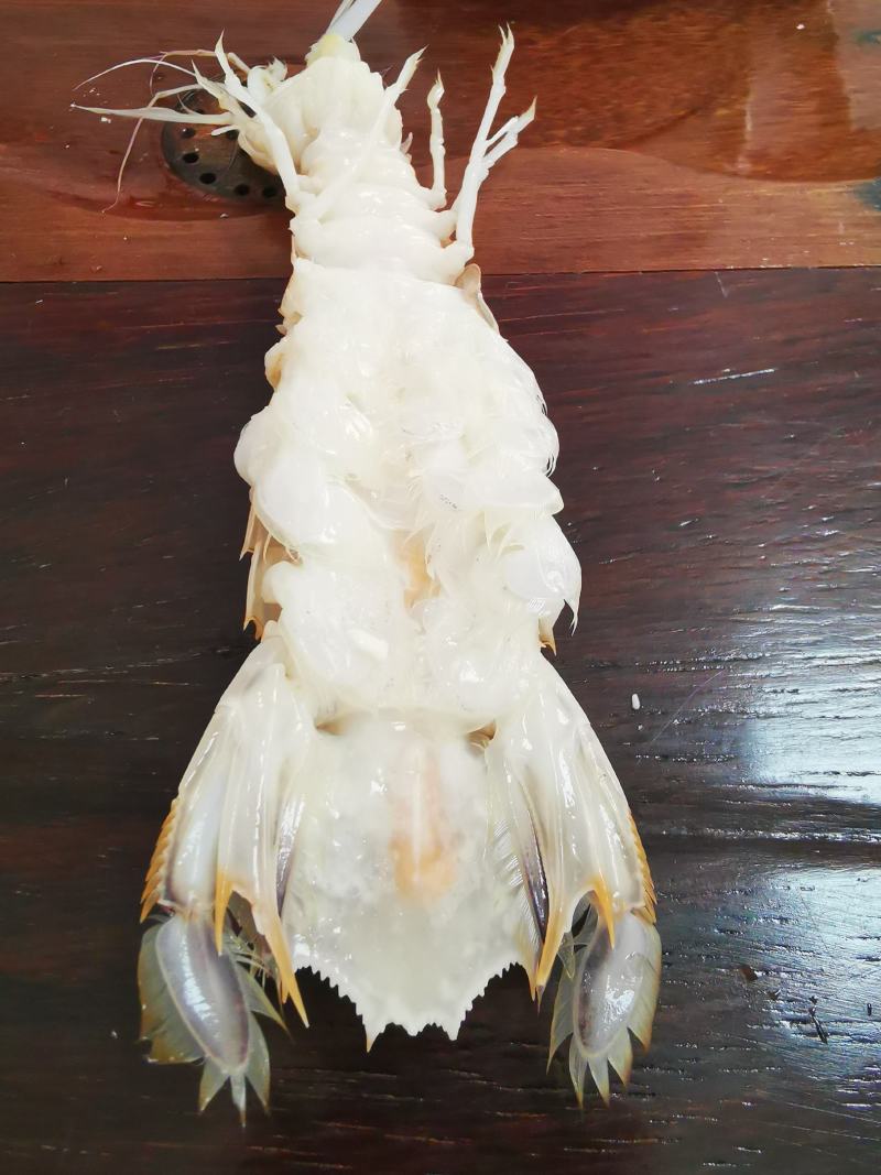 活煮带膏皮皮虾濑尿虾富贵虾虾琶子
