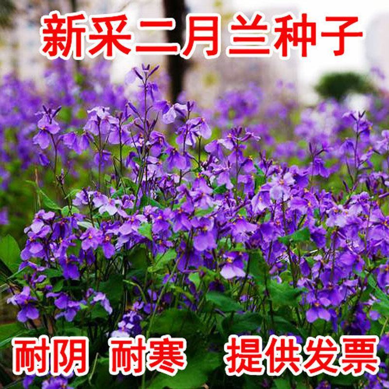 二月兰花种子四季种耐寒诸葛菜种子花种子四季易活多年生宿根