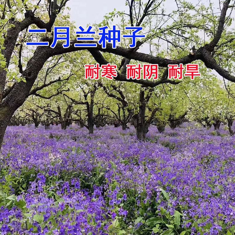 二月兰花种子四季种耐寒诸葛菜种子花种子四季易活多年生宿根