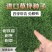 草坪种子草籽四季常青黑麦草免修剪护坡三叶草狗牙根绿化矮生