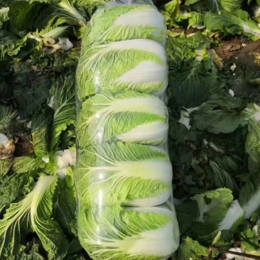 精品黄心白菜包菜精品优惠上市中，诚信经营，质量保证！