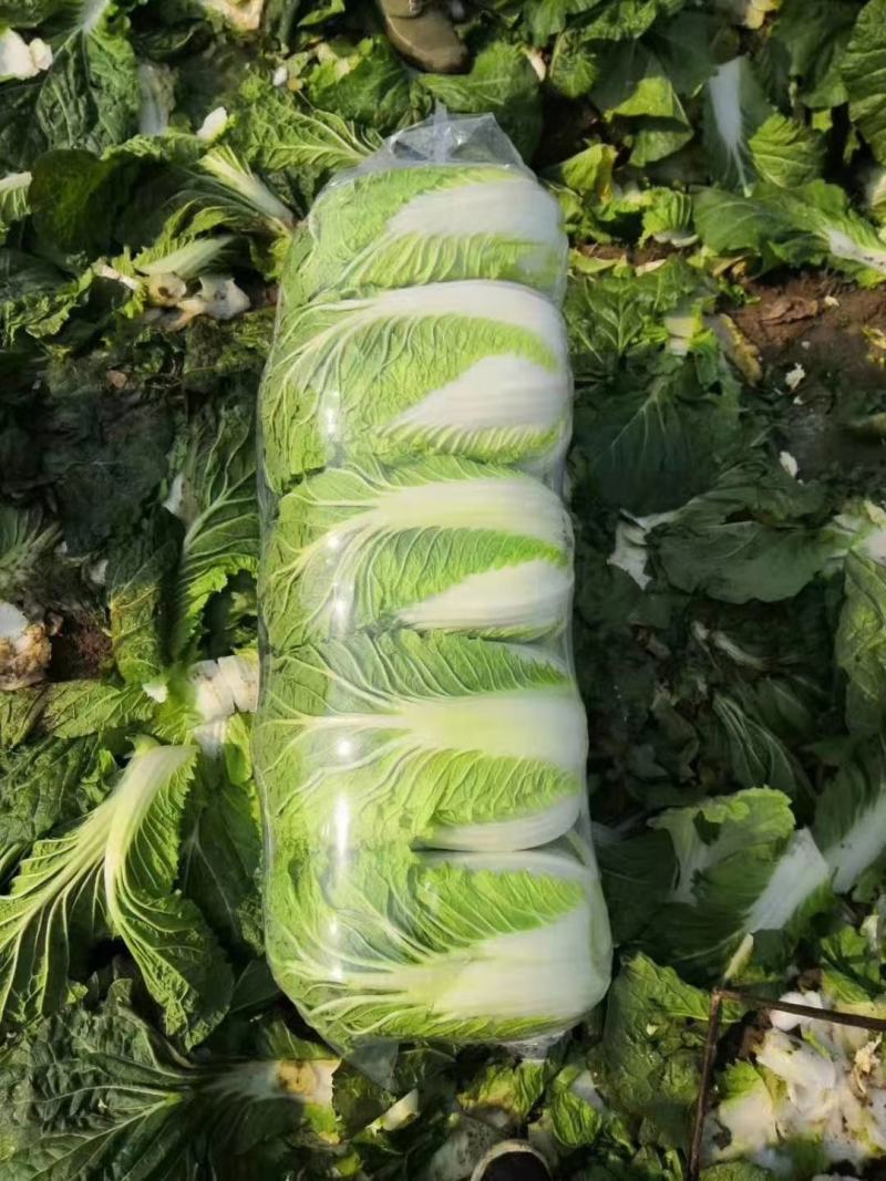 精品黄心白菜包菜精品优惠上市中，诚信经营，质量保证！
