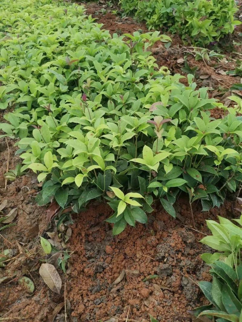 大量供应四季桂扦插小苗，杯苗，绿化工程苗