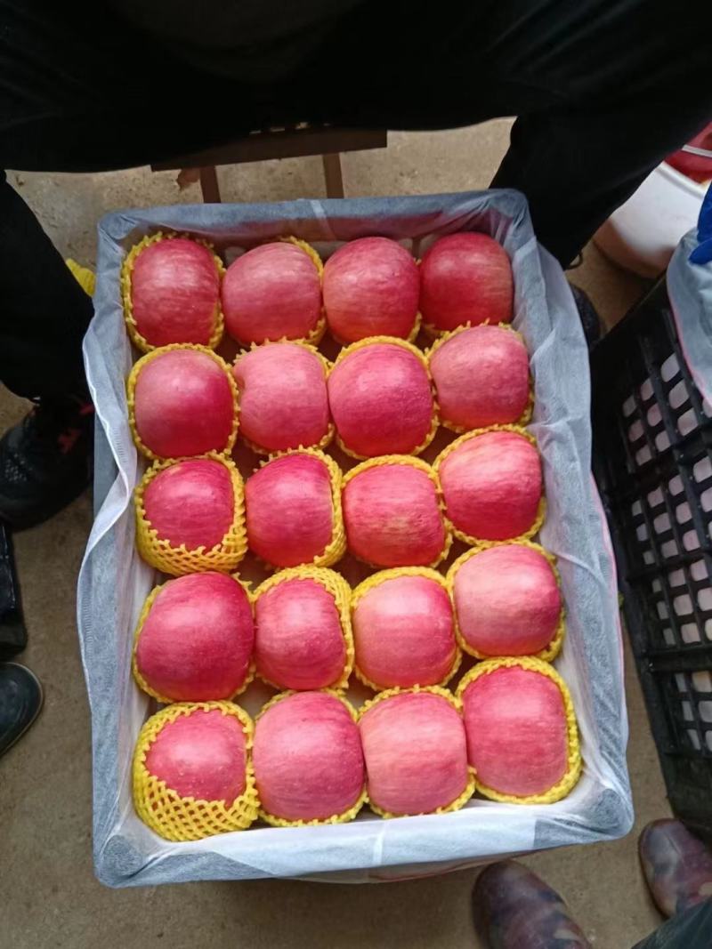 辽南精品苹红富士苹果/产地直发/一手货源/欢迎全国客商