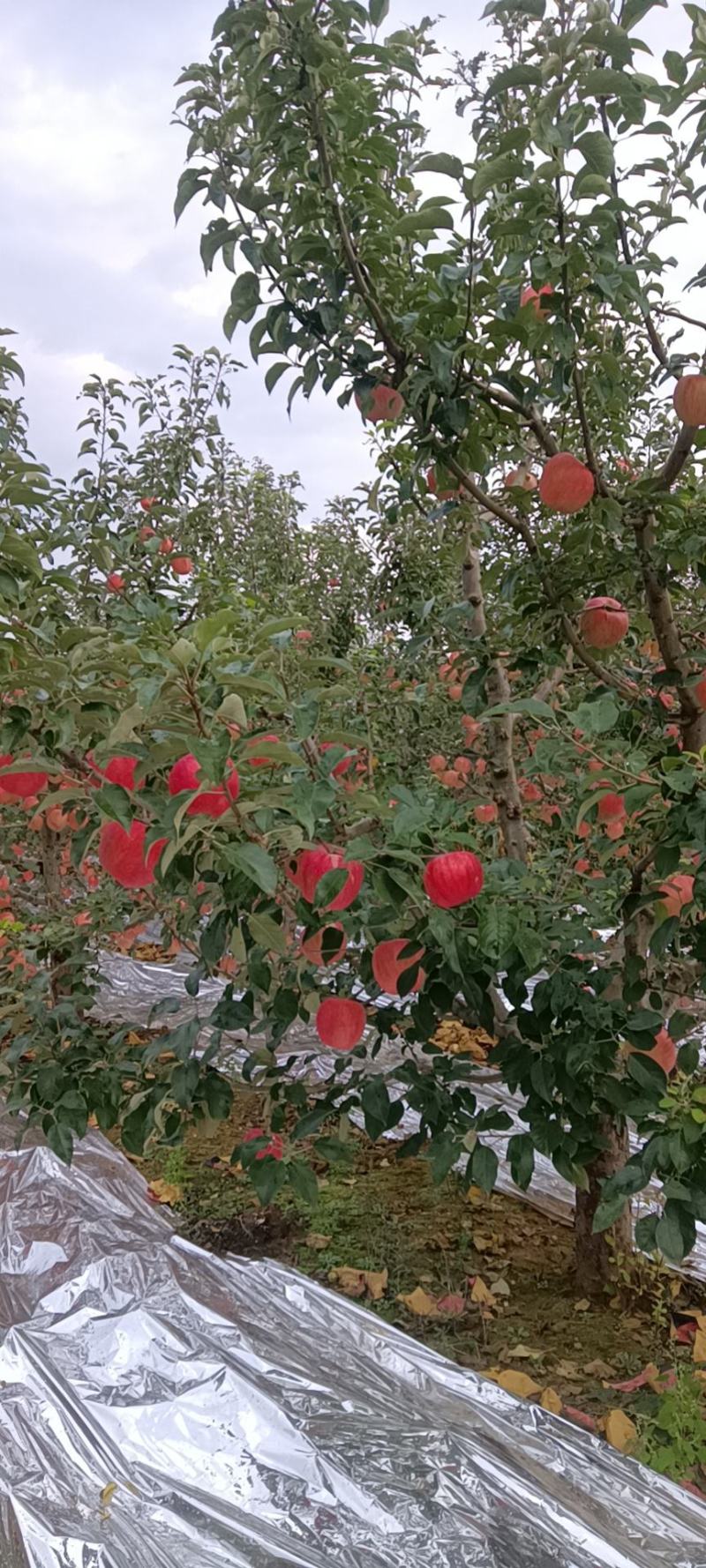 辽南精品苹红富士苹果/产地直发/一手货源/欢迎全国客商
