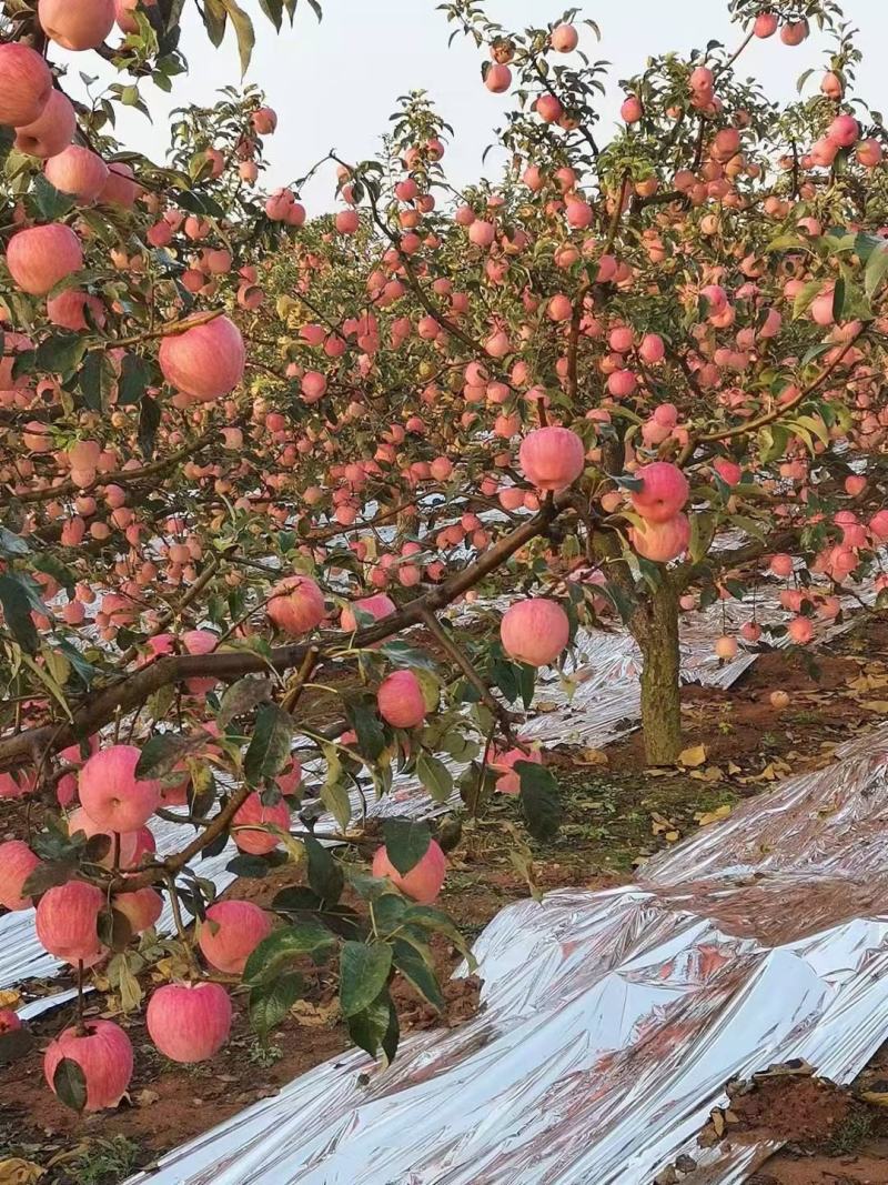 辽南精品苹红富士苹果/产地直发/一手货源/欢迎全国客商