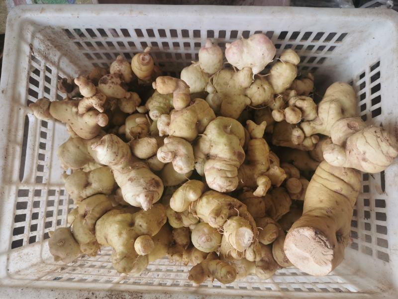云南滇黄精片批发中药材黄精国产货白片大货批发