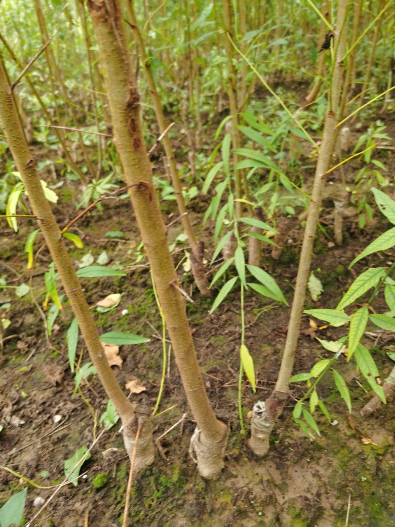 李子树苗果实好吃产量高规格齐全李子苗品种多样