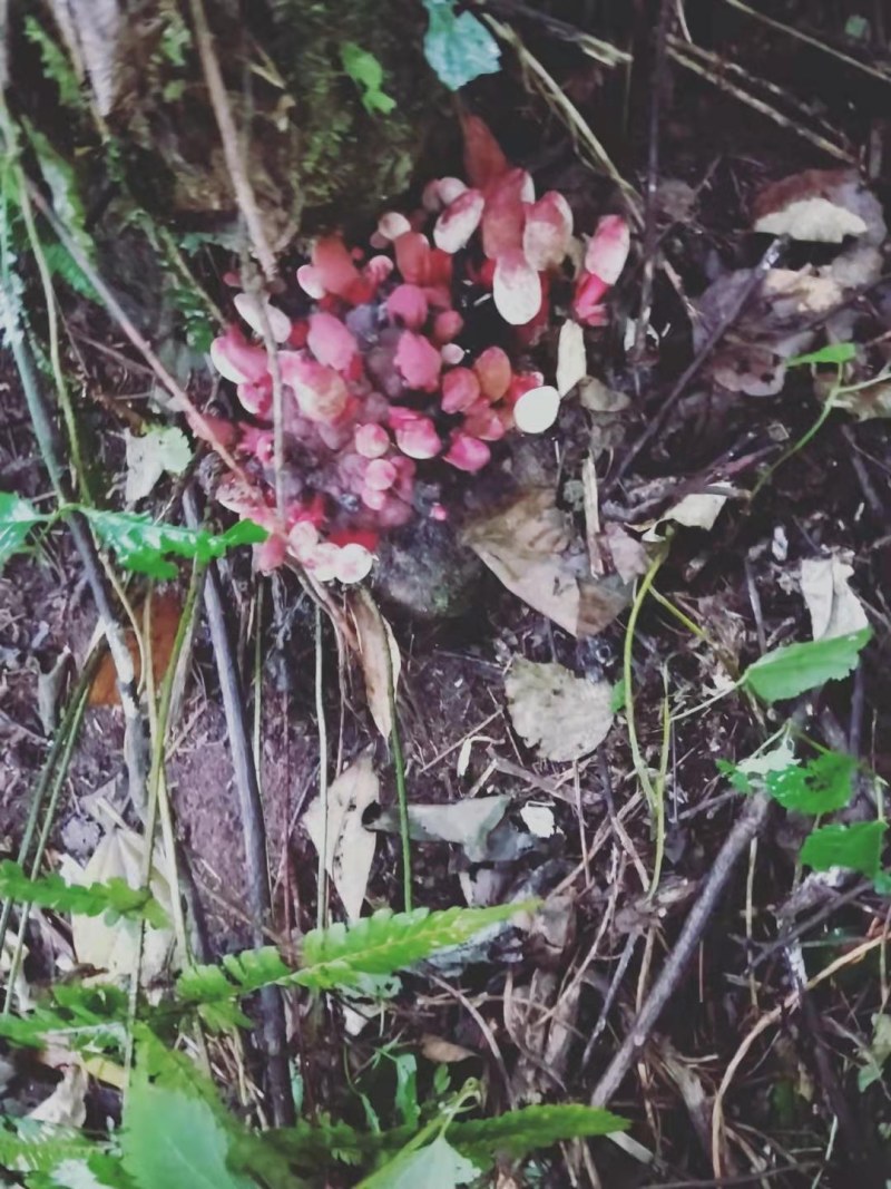 纯野生回春草功效强大，鲜货保鲜，当天上山采摘