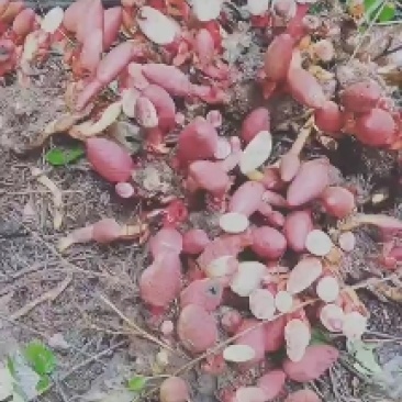 纯野生回春草功效强大，鲜货保鲜，当天上山采摘