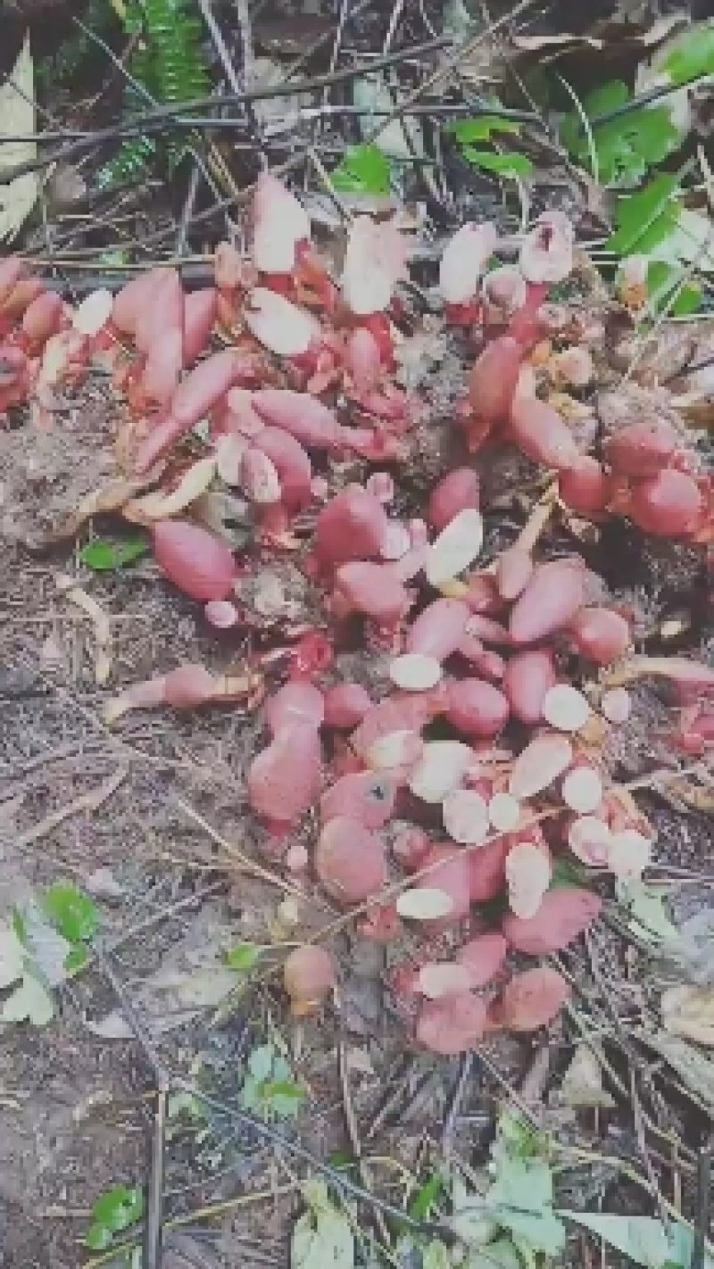 纯野生回春草功效强大，鲜货保鲜，当天上山采摘