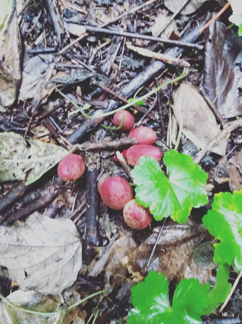 纯野生回春草功效强大，鲜货保鲜，当天上山采摘