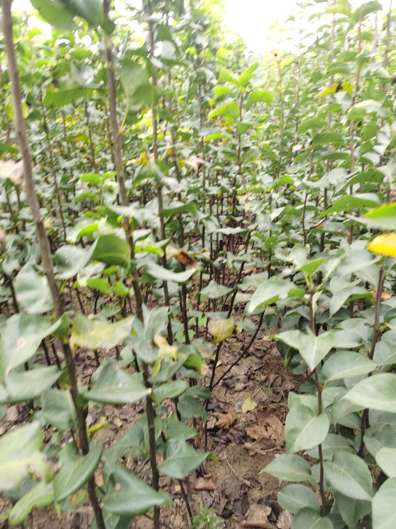 秋月梨树苗品种保证秋月梨苗价格优惠0.8到2公分