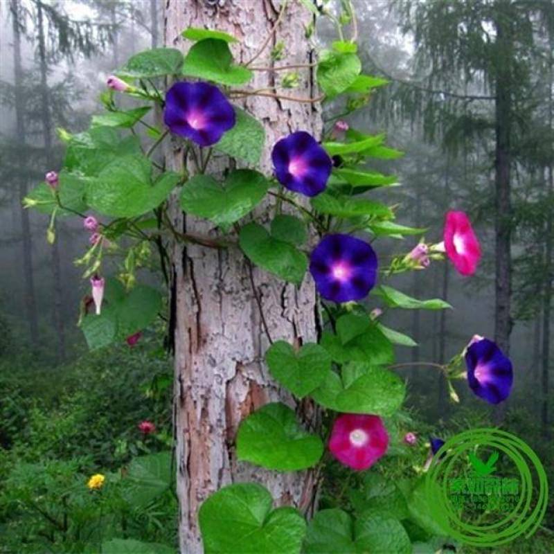 爬藤牵牛花种子大喇叭花卉种籽四季播种庭院阳台攀岩植物大花