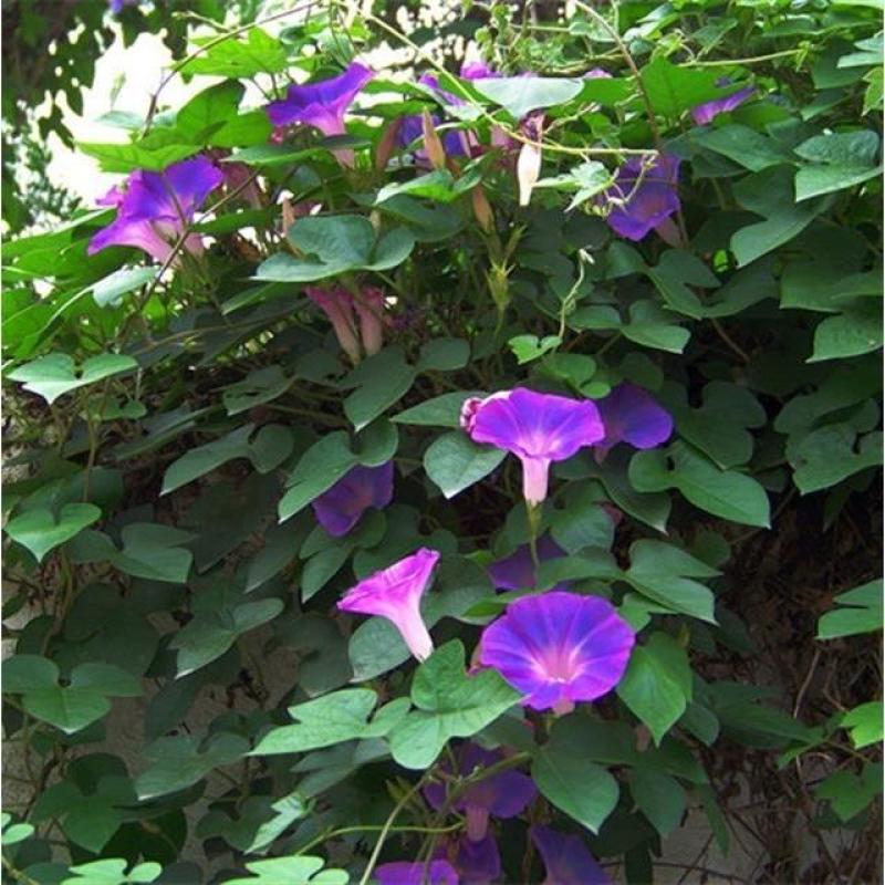 爬藤牵牛花种子大喇叭花卉种籽四季播种庭院阳台攀岩植物大花