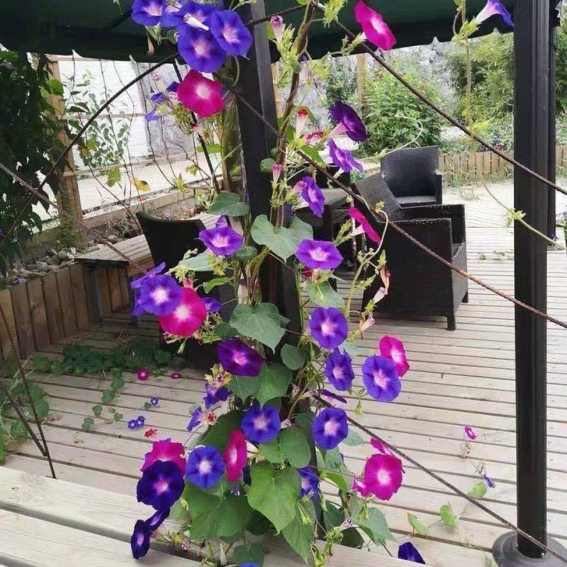 爬藤牵牛花种子大喇叭花卉种籽四季播种庭院阳台攀岩植物大花