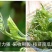 鲜嫩南瓜尖种子专吃茎叶分枝强采摘园农庄农家乐
