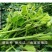 鲜嫩南瓜尖种子专吃茎叶分枝强采摘园农庄农家乐