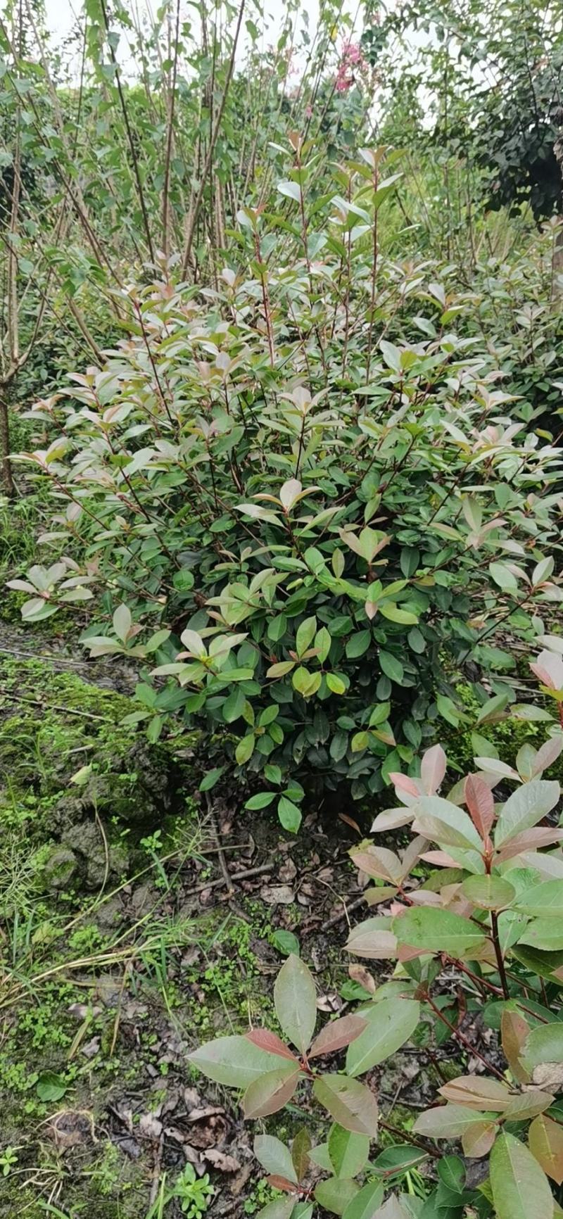 红叶石楠