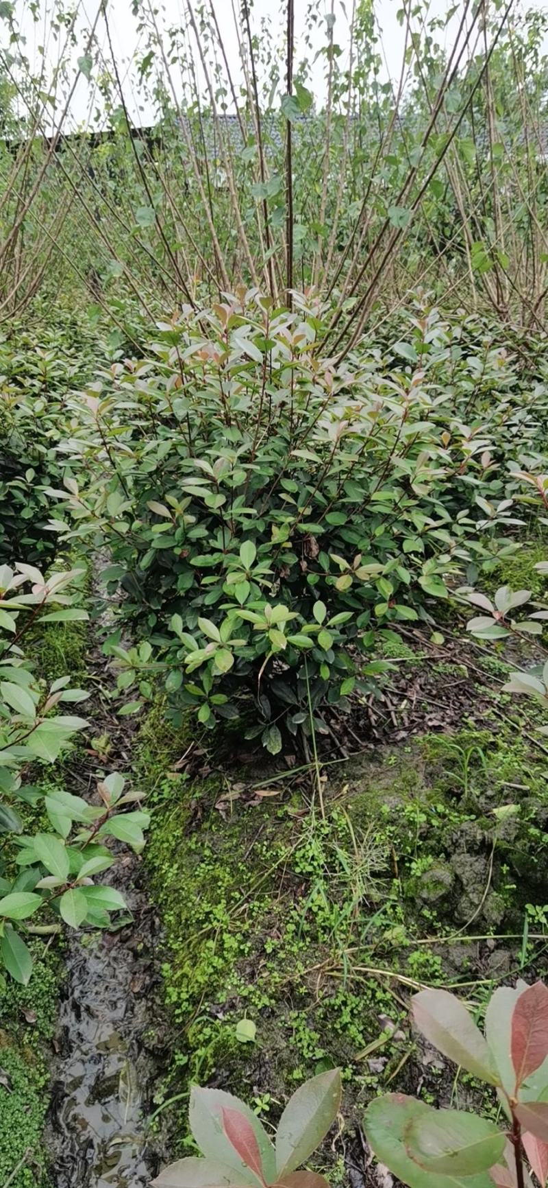 红叶石楠