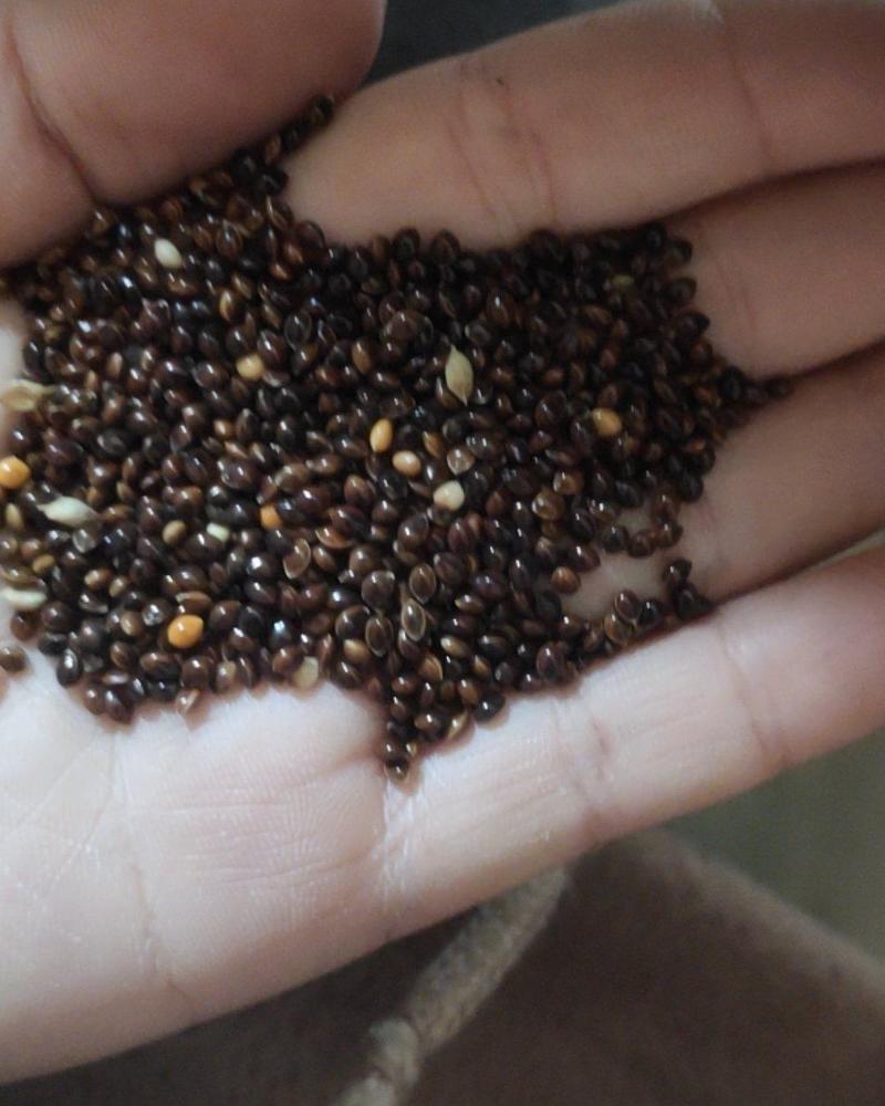 厂家大量直发黑黍子黄黍子红黍子五色黍子
